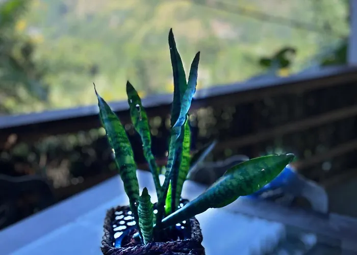 Green Leaf Ella